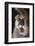 Mountain Lion Rubbing its Face-DLILLC-Framed Photographic Print