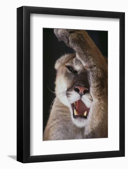 Mountain Lion Rubbing its Face-DLILLC-Framed Photographic Print