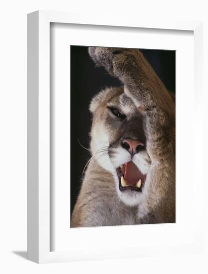 Mountain Lion Rubbing its Face-DLILLC-Framed Photographic Print