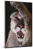 Mountain Lion Rubbing its Face-DLILLC-Mounted Photographic Print