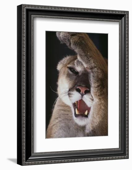 Mountain Lion Rubbing its Face-DLILLC-Framed Photographic Print