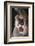 Mountain Lion Rubbing its Face-DLILLC-Framed Photographic Print