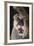 Mountain Lion Rubbing its Face-DLILLC-Framed Photographic Print