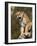 Mountain Lion Snarling Aggressively-Joe McDonald-Framed Photographic Print