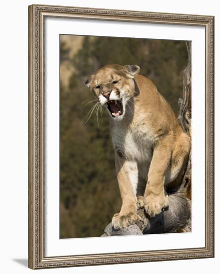 Mountain Lion Snarling Aggressively-Joe McDonald-Framed Photographic Print