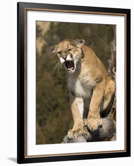 Mountain Lion Snarling Aggressively-Joe McDonald-Framed Photographic Print