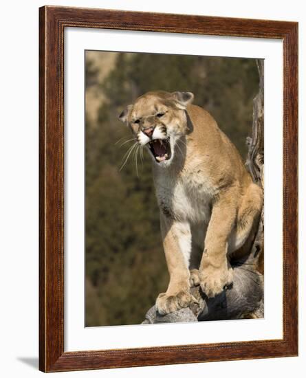 Mountain Lion Snarling Aggressively-Joe McDonald-Framed Photographic Print