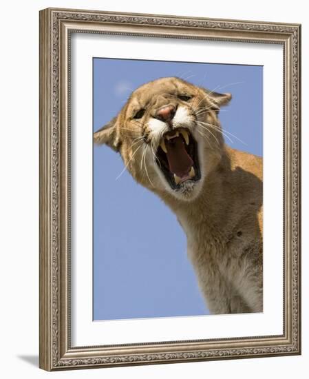 Mountain Lion Snarling Aggressively-Joe McDonald-Framed Photographic Print