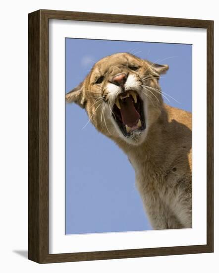 Mountain Lion Snarling Aggressively-Joe McDonald-Framed Photographic Print