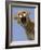 Mountain Lion Snarling Aggressively-Joe McDonald-Framed Photographic Print