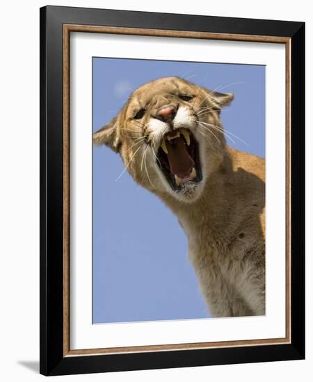 Mountain Lion Snarling Aggressively-Joe McDonald-Framed Photographic Print