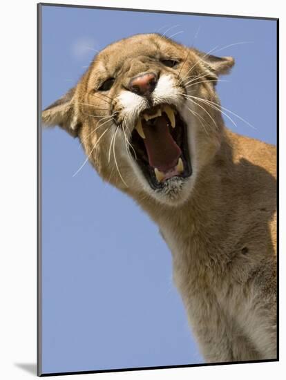 Mountain Lion Snarling Aggressively-Joe McDonald-Mounted Photographic Print