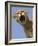 Mountain Lion Snarling Aggressively-Joe McDonald-Framed Photographic Print