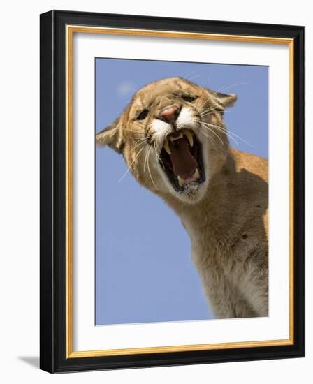 Mountain Lion Snarling Aggressively-Joe McDonald-Framed Photographic Print