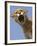 Mountain Lion Snarling Aggressively-Joe McDonald-Framed Photographic Print