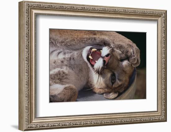 Mountain Lion with Paws on Face-DLILLC-Framed Photographic Print