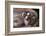 Mountain Lion with Paws on Face-DLILLC-Framed Photographic Print