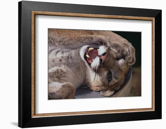 Mountain Lion with Paws on Face-DLILLC-Framed Photographic Print