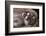 Mountain Lion with Paws on Face-DLILLC-Framed Photographic Print