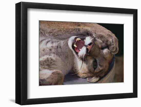 Mountain Lion with Paws on Face-DLILLC-Framed Photographic Print