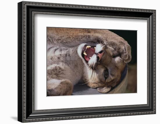 Mountain Lion with Paws on Face-DLILLC-Framed Photographic Print