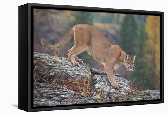 Mountain Lion-DLILLC-Framed Premier Image Canvas