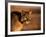 Mountain Lion-Chase Swift-Framed Photographic Print