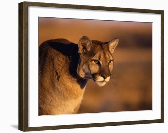 Mountain Lion-Chase Swift-Framed Photographic Print