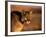 Mountain Lion-Chase Swift-Framed Photographic Print