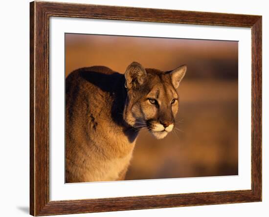 Mountain Lion-Chase Swift-Framed Photographic Print