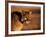 Mountain Lion-Chase Swift-Framed Photographic Print