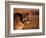 Mountain Lion-Chase Swift-Framed Photographic Print