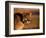 Mountain Lion-Chase Swift-Framed Photographic Print