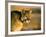 Mountain Lion-Chase Swift-Framed Photographic Print