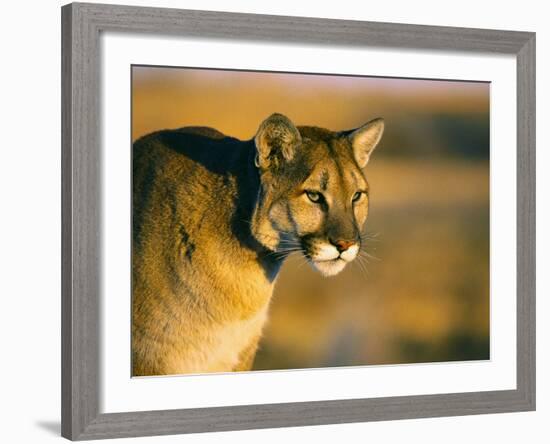 Mountain Lion-Chase Swift-Framed Photographic Print