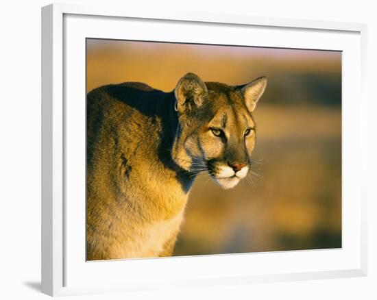 Mountain Lion-Chase Swift-Framed Photographic Print