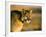 Mountain Lion-Chase Swift-Framed Photographic Print