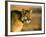 Mountain Lion-Chase Swift-Framed Photographic Print