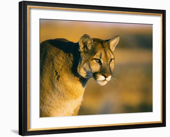 Mountain Lion-Chase Swift-Framed Photographic Print