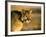 Mountain Lion-Chase Swift-Framed Photographic Print