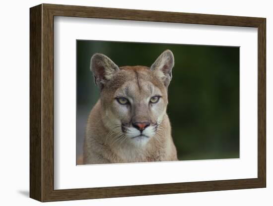 Mountain Lion-DLILLC-Framed Photographic Print