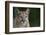 Mountain Lion-DLILLC-Framed Photographic Print