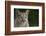 Mountain Lion-DLILLC-Framed Photographic Print