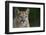 Mountain Lion-DLILLC-Framed Photographic Print