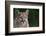 Mountain Lion-DLILLC-Framed Photographic Print