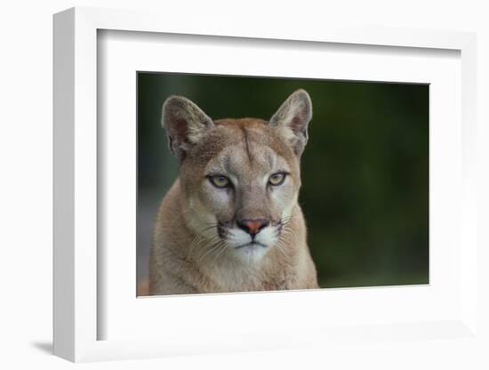 Mountain Lion-DLILLC-Framed Photographic Print