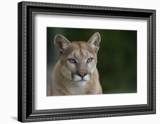 Mountain Lion-DLILLC-Framed Photographic Print