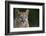 Mountain Lion-DLILLC-Framed Photographic Print