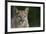 Mountain Lion-DLILLC-Framed Photographic Print