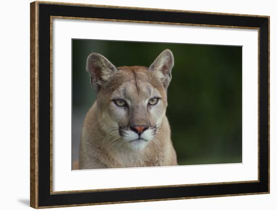 Mountain Lion-DLILLC-Framed Photographic Print